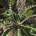 Sonchus canariensis Blatt