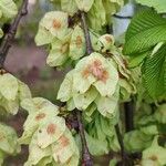 Ulmus glabra Φρούτο