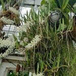 Dendrobium wassellii Hábitos