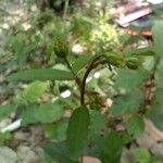 Pavonia schiedeana Φύλλο