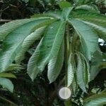 Pourouma cecropiifolia 叶