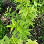 Lilium canadenseLeaf