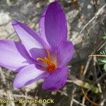 Crocus ligusticus Floare