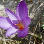 Crocus ligusticus Кветка