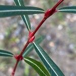 Salix purpurea 葉