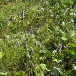 Phleum alpinum Habitus