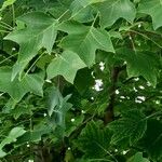 Liriodendron chinense 整株植物