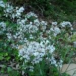 Silene italica Flower