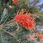 Grevillea banksii Virág