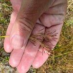 Fimbristylis autumnalis Fruit