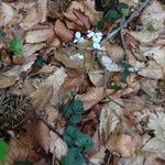 Cardamine trifolia Blad