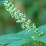 Phytolacca americanaLorea