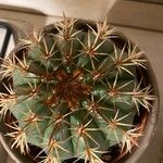 Melocactus matanzanus Blatt