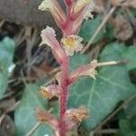 Orobanche hederae Habitat