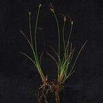 Carex nubigena Συνήθη χαρακτηριστικά