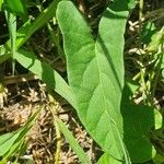 Ipomoea biflora Deilen