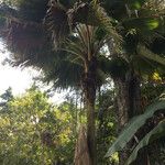 Pritchardia pacifica List