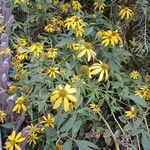 Rudbeckia laciniata Alkat (teljes növény)