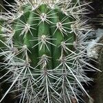 Pachycereus pringlei Yeri