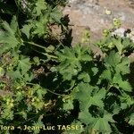 Alchemilla fissa Habitus