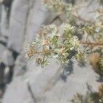 Sesamoides pygmaea Blomma
