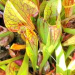 Sarracenia flava Flor