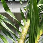 Grammatophyllum speciosum Lapas