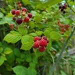 Rubus occidentalisFruit