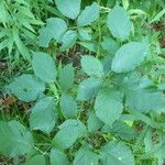 Rubus godronii Leaf