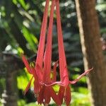 Fuchsia boliviana ᱵᱟᱦᱟ