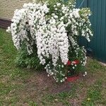 Spiraea × vanhoutteiFlor