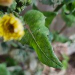 Sonchus oleraceus Blatt