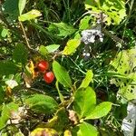 Sorbus chamaemespilus Frukto