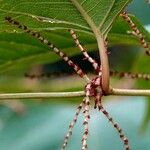 Gesnouinia arborea Fruit