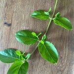 Lonicera japonica Leaf