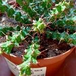 Euphorbia lenewtonii Ліст