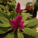 Celosia argenteaFlower