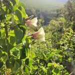 Ipomoea spathulata പുഷ്പം