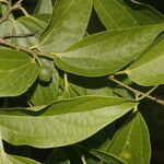 Celtis caudata Blad