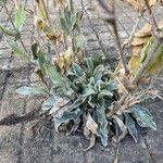 Lychnis coronaria Blatt