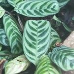 Ctenanthe burle-marxii Foglia