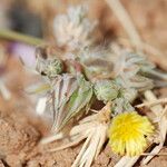 Launaea capitata Frugt