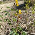 Crotalaria incana Virág