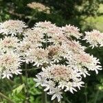 Heracleum sphondyliumKvět