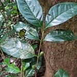 Coffea fotsoana Blatt