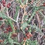 Sarcopoterium spinosum Likasa