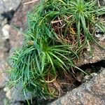 Armeria maritima Blatt