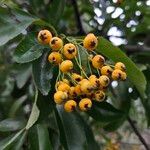 Pyracantha crenulataVrucht