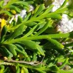 Iberis procumbens Likasa