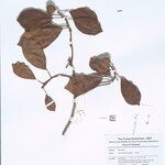Artocarpus kemando Outro